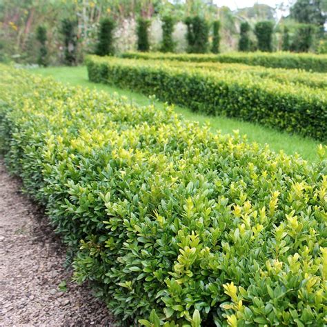 Box Hedging Buxus Sempervirens Hedges Direct