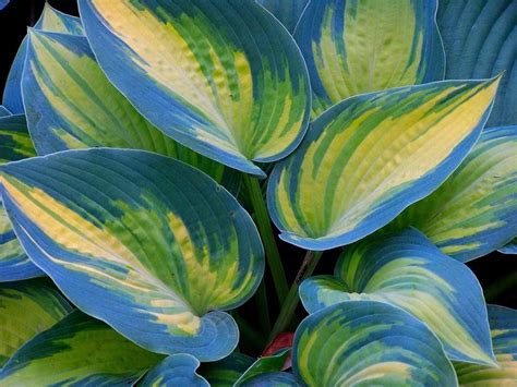 Пин на доске Дача