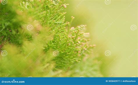 Evergreen Tree Of Thuja Thuja Occidentalis Is An Evergreen Coniferous