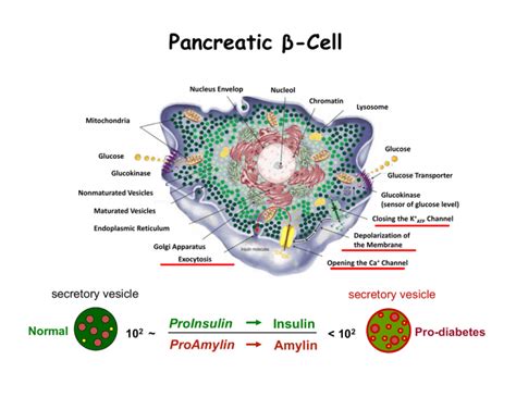 Pancreatic β Cell