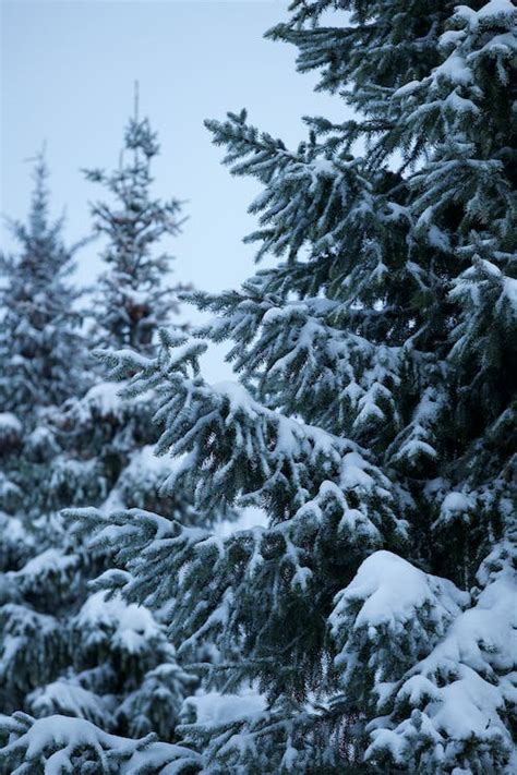 Photograph of Snow Covered Trees · Free Stock Photo