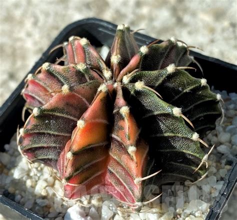 SHPR12156 Gymnocalycium mihanovichii f variegata Кактус онлайн