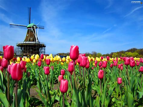 Windmill Sky Tulips For Desktop Wallpapers 1920x1440