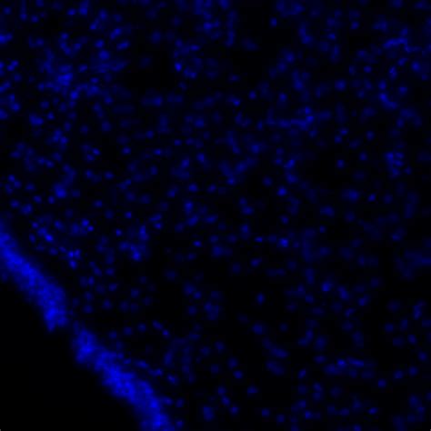 Difference In Cell Appearance With Dapi Staining Researchgate