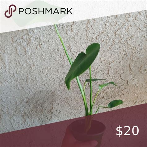 split leaf monstera deliciosa