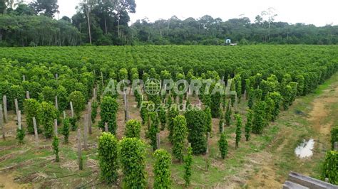 Fazenda à venda no Pará Paragominas 979 ha Agroportal