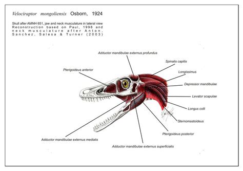 Velociraptor, Drawing tutorial, Anatomy drawing