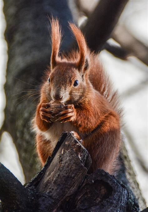 Beim Frühstück Europäisches Eichhörnchen Sciurus vulgaris Flickr