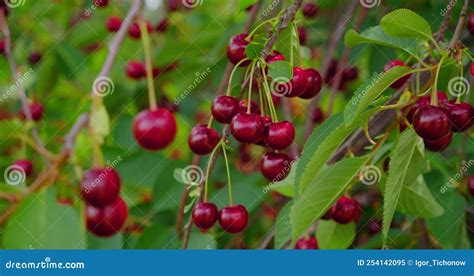 Close Up Of Ripe Red Sour Cherries On A Branch Of A Cherry Tree