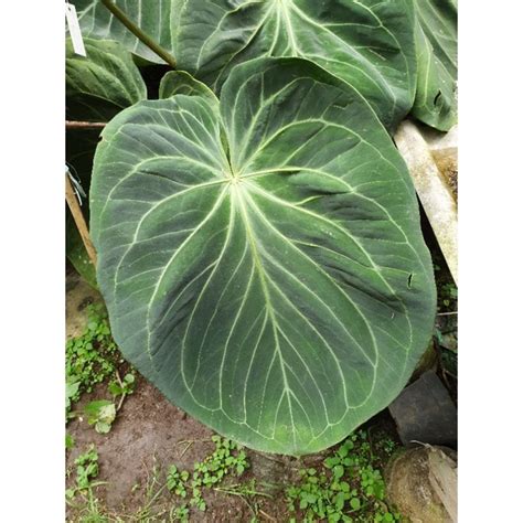 Jual Tanaman Hias Anthurium King Of Spades Hu Shopee Indonesia