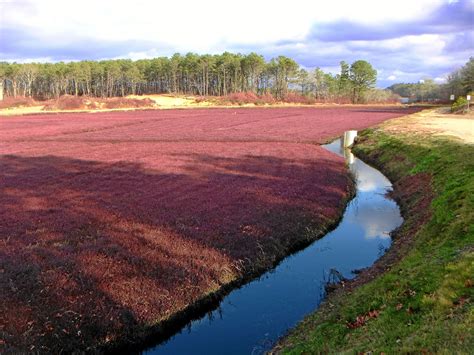 Pin By Nicole White On Cape Cod Cape Cod Massachusetts Cape Cod