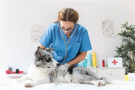 5 Things We Learned About Pet Care In 2023 Pet Care Bytes