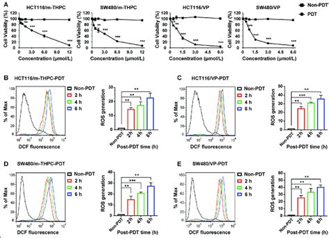 M Thpc Pdt And Vp Pdt Presented A Strong Phototoxic Effect On Crc Download Scientific Diagram