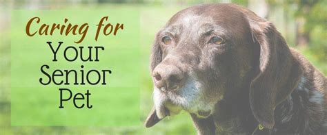 Caring For Your Senior Pet