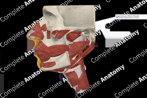 Zygomaticus Minor Muscle | Complete Anatomy