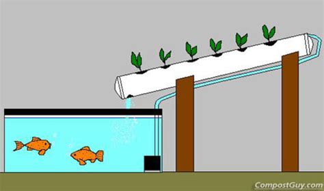 How To Create An Aquaponics System