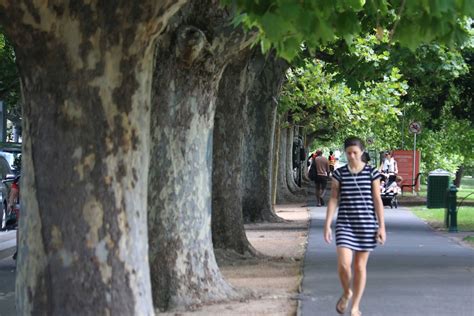 National Heritage Listing Fails To Save St Kilda Road Trees Abc News