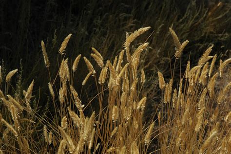 Grasses Great Basin Seeds