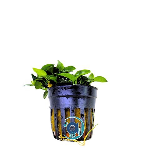 Anubias Bonsai Van Hoge Kwaliteit Kopen Aquania Aquania