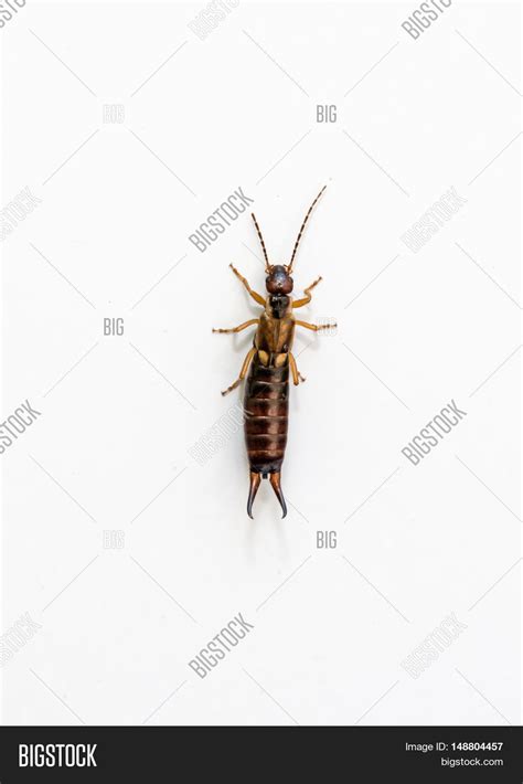 European Earwig Image And Photo Free Trial Bigstock