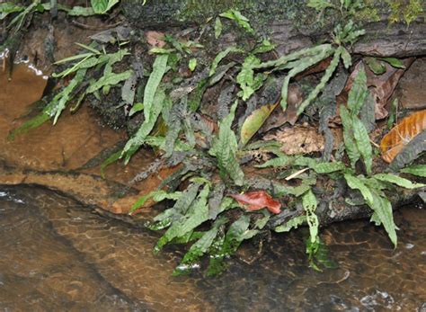 Leptochilus pteropus - Микрозорум, Яванска папрат | Българска ...