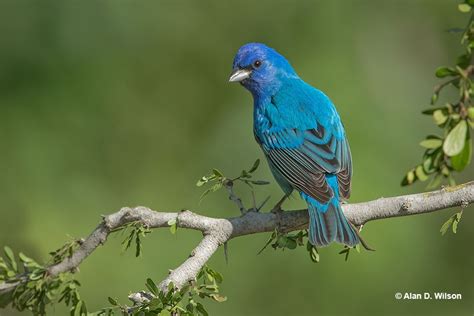 Indigo Bunting Id Facts Diet Habit And More Birdzilla