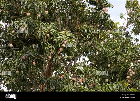 Fruit Bearing Mango Tree Stock Photo Alamy