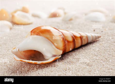 Beautiful Sea Shells On Sand Stock Photo Alamy