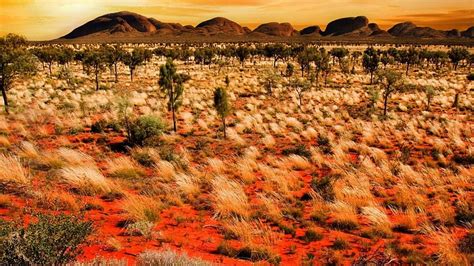 HD wallpaper: desert, wilderness, vegetation, shrubland, badlands ...