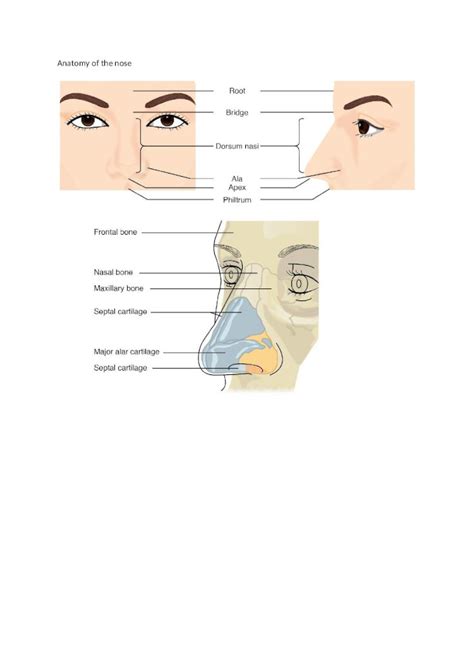 DOCX Anatomy And Histology Of The Nose PDFSLIDE NET