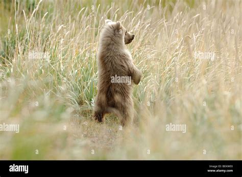 Stock Photo Of A Blonde Phase Alaskan Brown Bear Cub Standing To Look Over Grasses Lake Clark