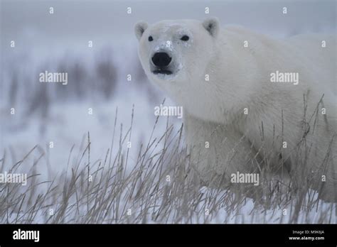 Curious Polar Bear On A Snowy Day Grey Background Grass Foreground