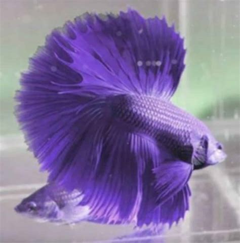 how to betta fish dirty easily 5