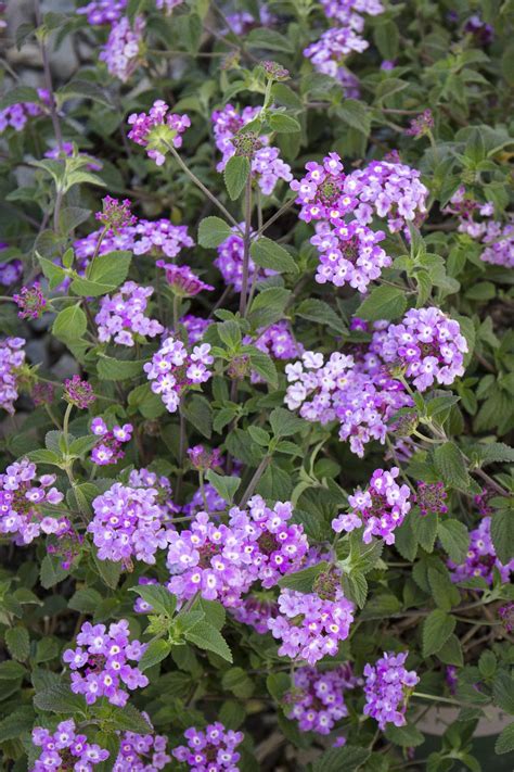 Trailing Lantana, Lantana sellowiana, Monrovia Plant