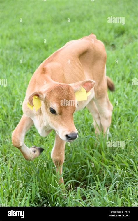 calf walking  grass stock photo alamy