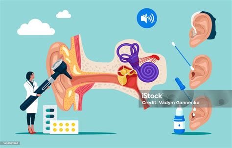 Diagram Telinga Bagian Dalam Dan Tengah Luar Ilustrasi Stok Unduh