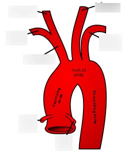 Aortic Arch Diagram Quizlet