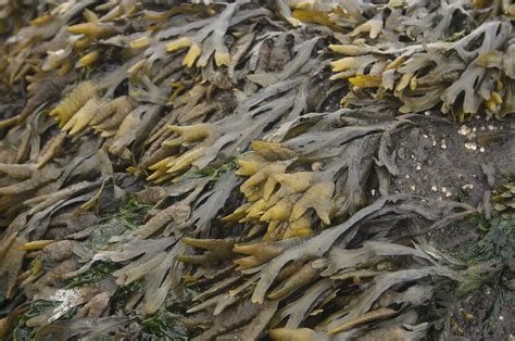 Rockweed Brown Algae