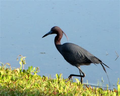 Identify The Water Birds Hubpages