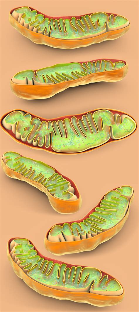 Mitochondria :: Behance