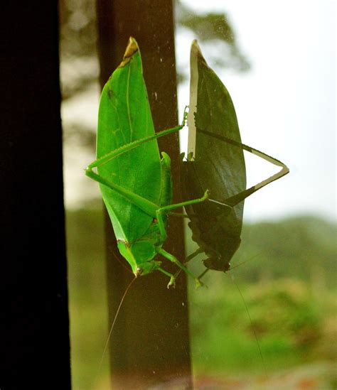 Giant Leaf Bug