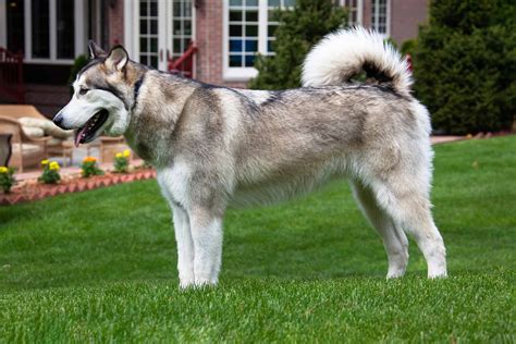 Alaskan Malamute Where Came From