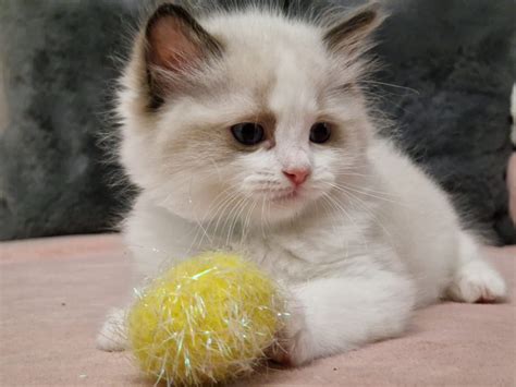 Ragdoll Kocurek Seal Bicolor Fpl Byt W Olx Pl