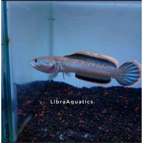 jual limbata wc rim tebal garansi shopee indonesia