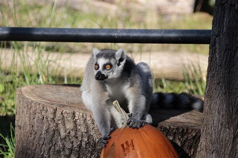 Ring Tailed Maki Maymun Do A Yaban Pixabay De Cretsiz Foto Raf Pixabay