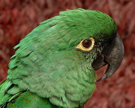 Caloshua Macaw