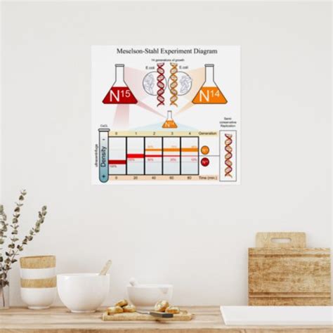 Diagram of the Meselson Stahl Experiment DNA Poster | Zazzle