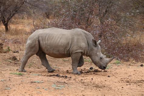 White Rhinoceros Stock Photo Image Of Horn Pachyderm 45013812