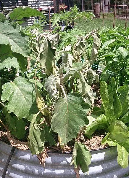 Healthy Eggplantaubergine Suddenly Dies Self Sufficient Culture