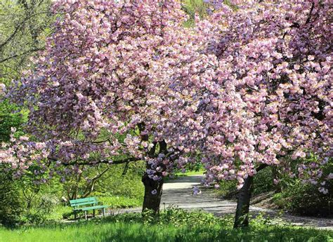 Station Prunus Serrulata Epsm De Vend E Centre Hospitalier